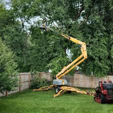 How Our Tree Care Process Works  in Potomac Park, CA